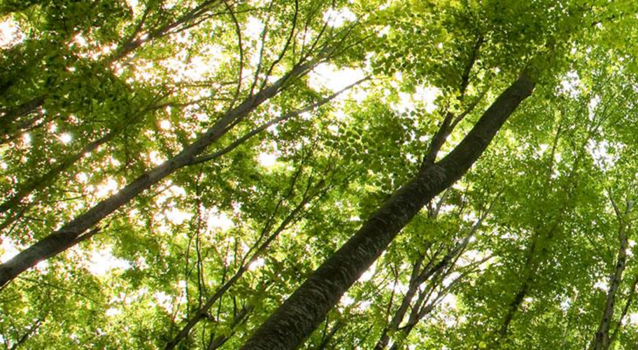 Reforma a la Legislación Forestal