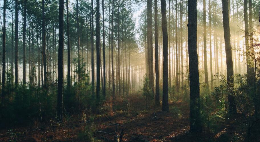 Reformas a la Ley General de Desarrollo Forestal Sustentable 